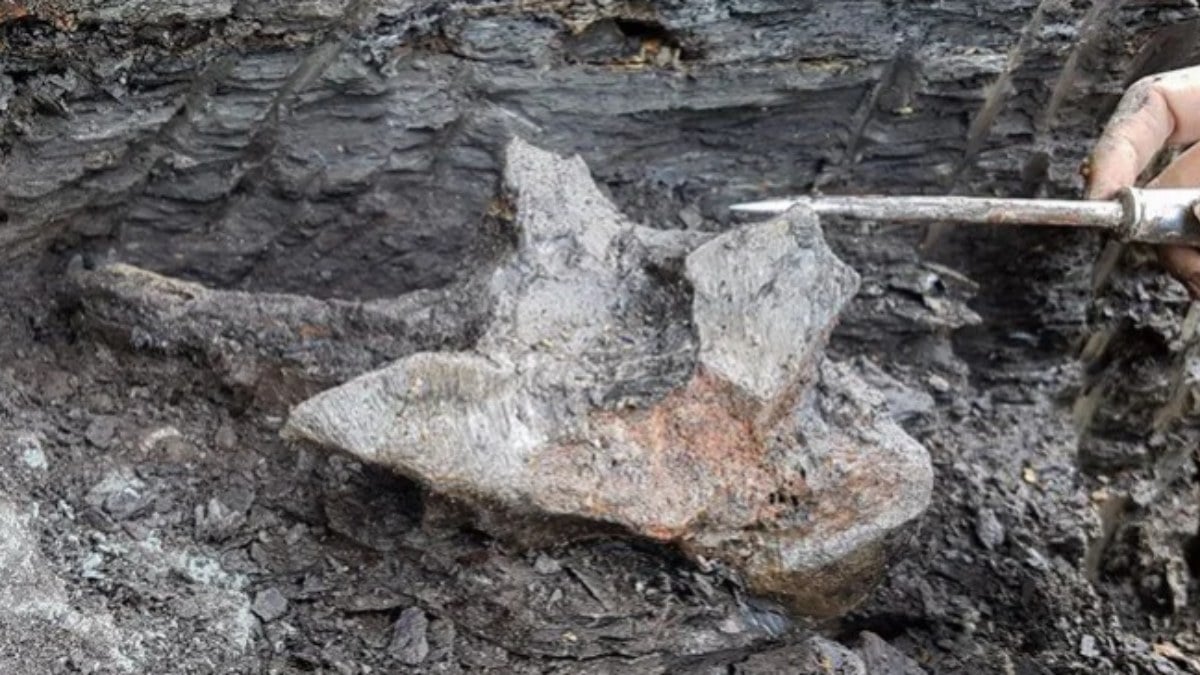 16 milyon yil oncesine ait devasa Yunus kafatasi kesfedildi