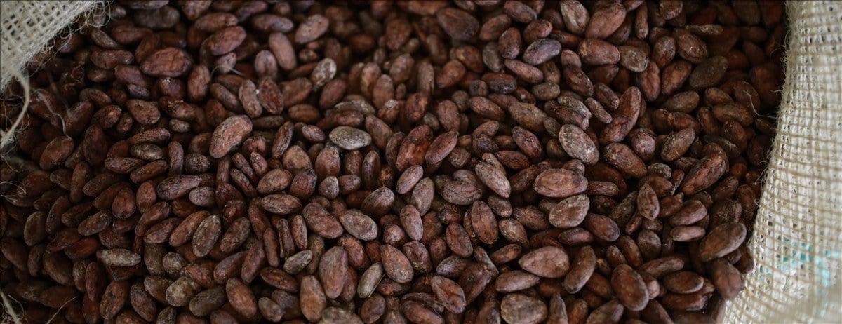 1710770502 691 Kakao fiyatlari rekor kirmaya devam etti Cikolata fiyatlarinin artmasi bekleniyor