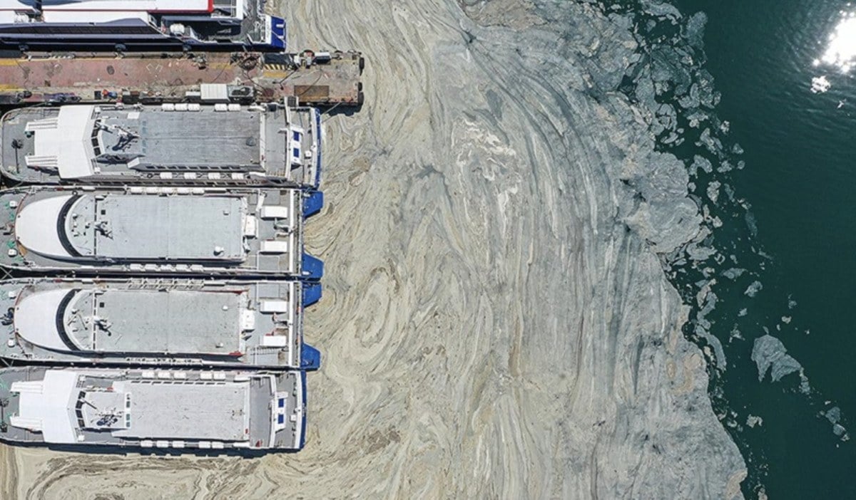 Marmara Denizinde denizanalari artti Yenide musilaj tehlikesi bulunuyor