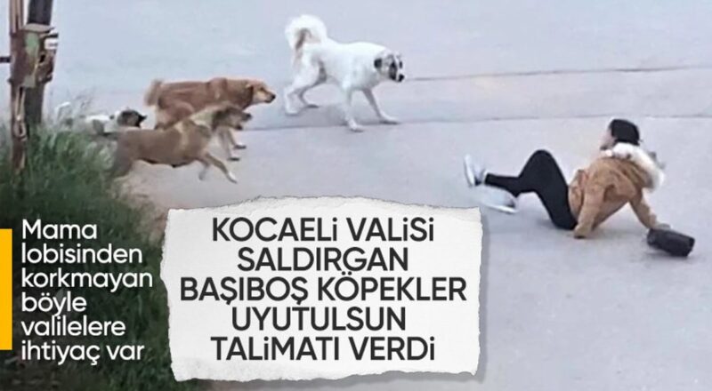 1714722872 Kocaeli Valiligi sokak hayvanlari icin belediyelere yazi gonderdi