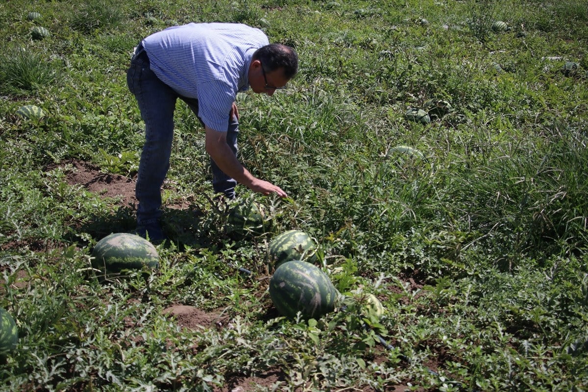 1715115001 180 Adanada ham karpuzun tarladan cikisini engelemek icin tim kurdular